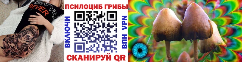 Галлюциногенные грибы Psilocybe  купить   Щёкино 